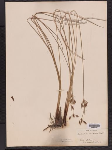 Fimbristylis