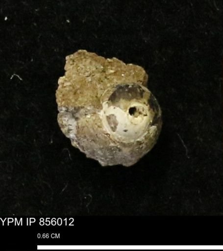 Euspira sp.