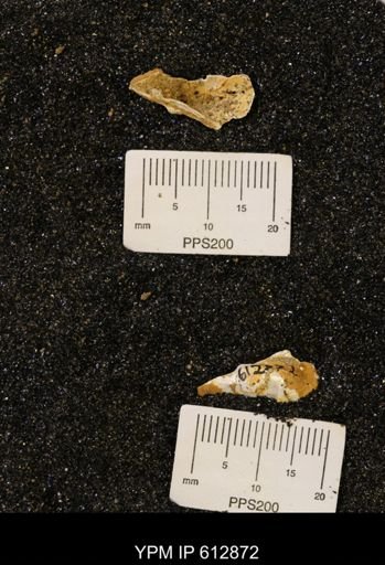 Pseudoptera subtortuosa