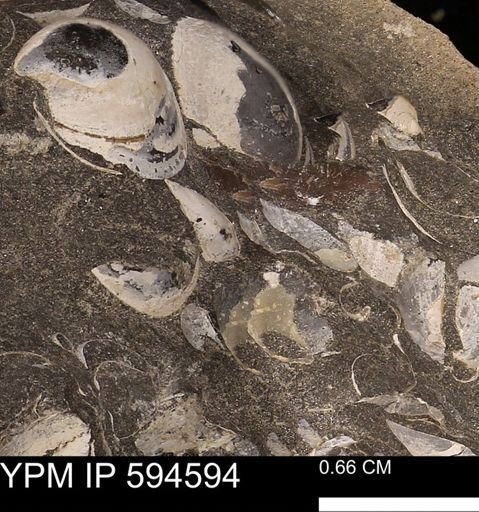 Protocardia sp.