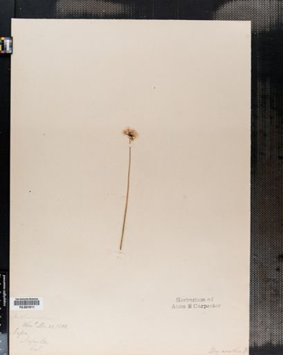 Nothoscordum