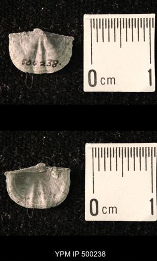 Mesolobus mesolobus decipiens