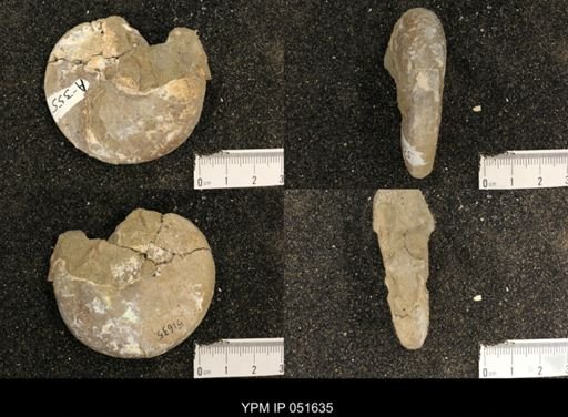Hoploscaphites nicolletii