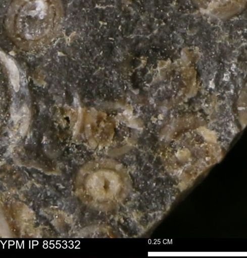 undet. Mollusca