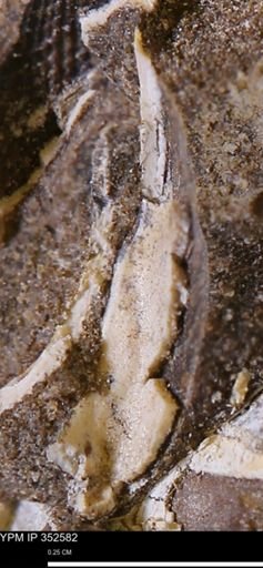 undet. Mollusca