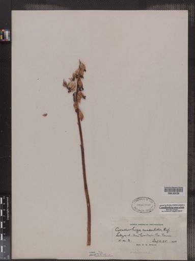 Corallorhiza maculata