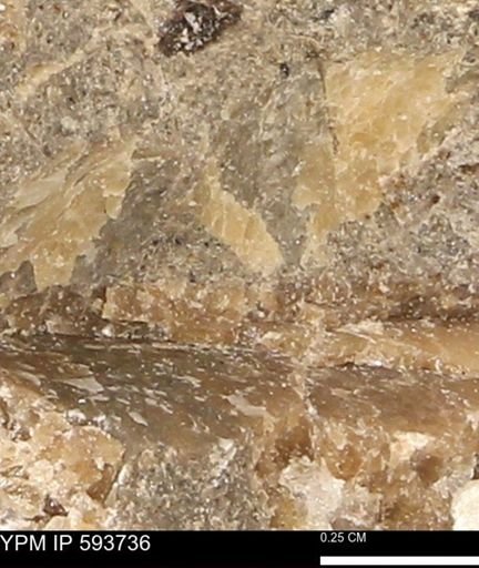 Baculites sp.