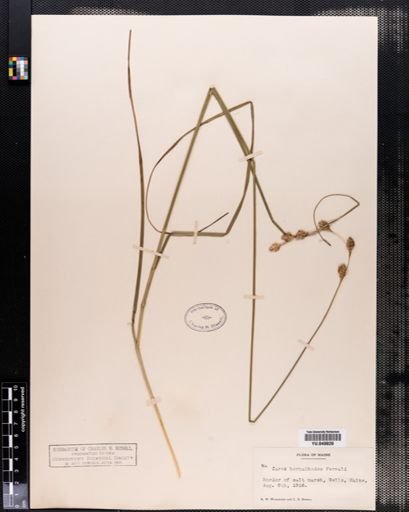 Carex hormathodes