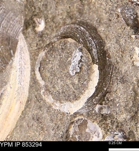 Limopsis striatopunctatus