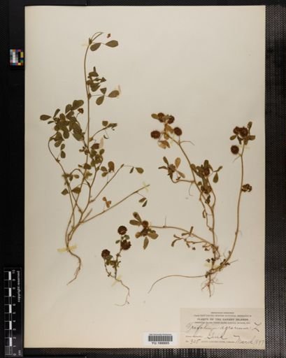 Plantae