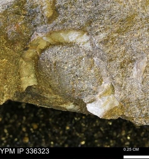 undet. Mollusca