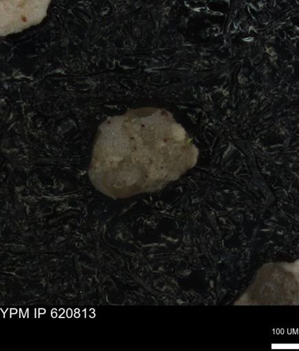 undet. Foraminiferida