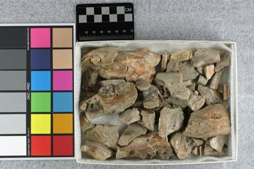 Archaeotherium mortoni
