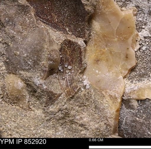 Limopsis striatopunctatus