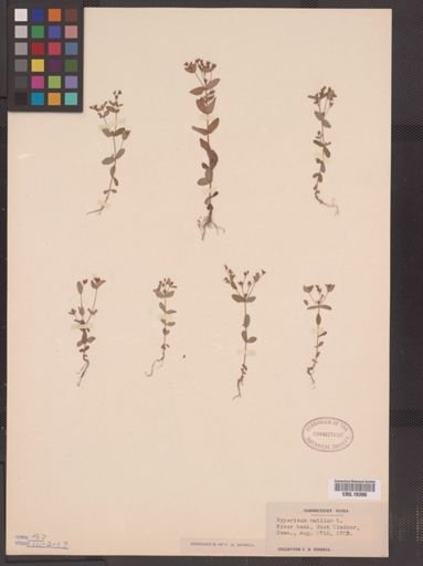 Hypericum mutilum