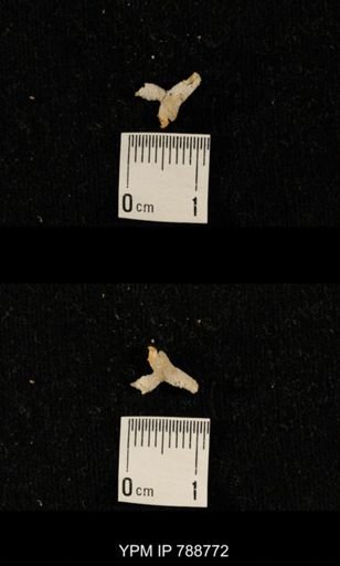 taxon undetermined