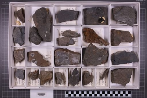 mixed taxa, stratigraphic collection
