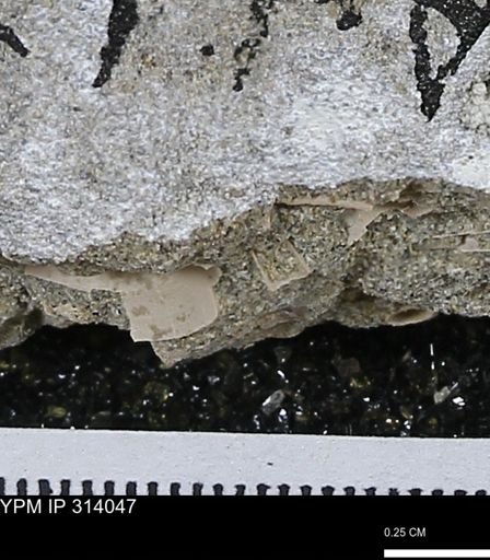 undet. Scaphopoda