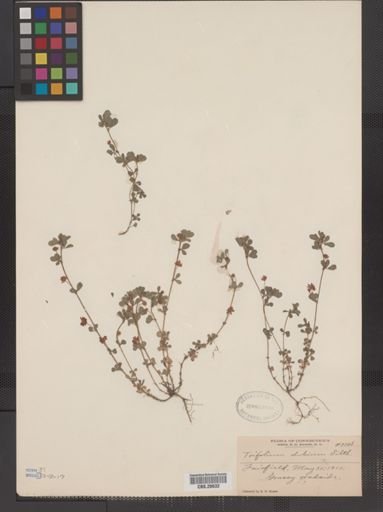 Trifolium dubium