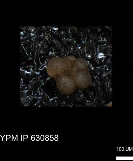 undet. Rugoglobigerinidae