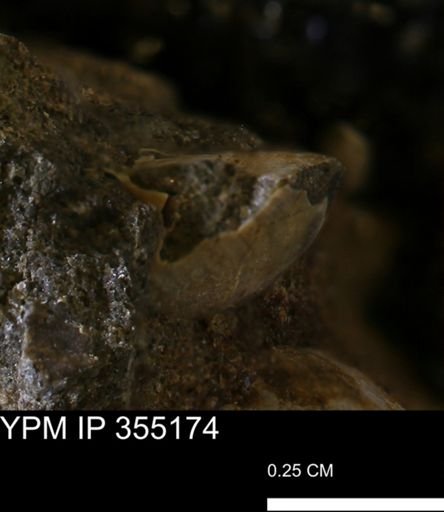 Protocardia sp.