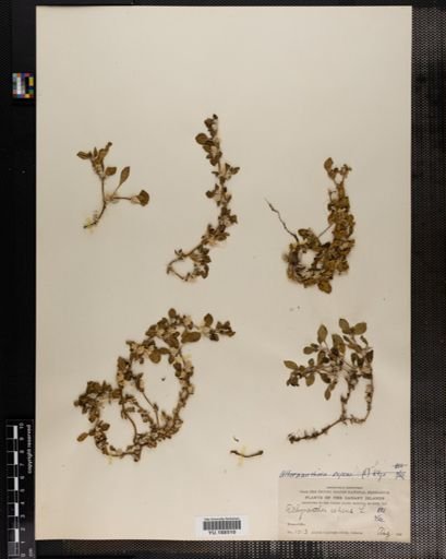 Plantae