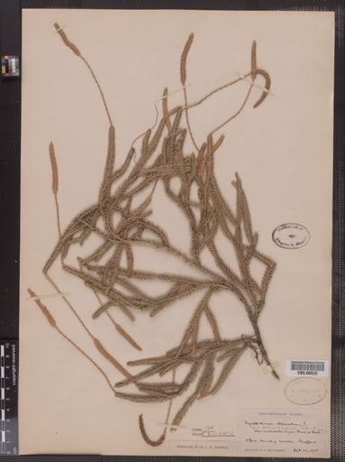 Lycopodium lagopus
