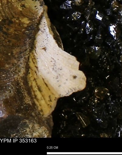 Limopsis striatopunctatus