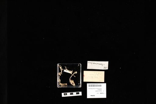 Hylidae