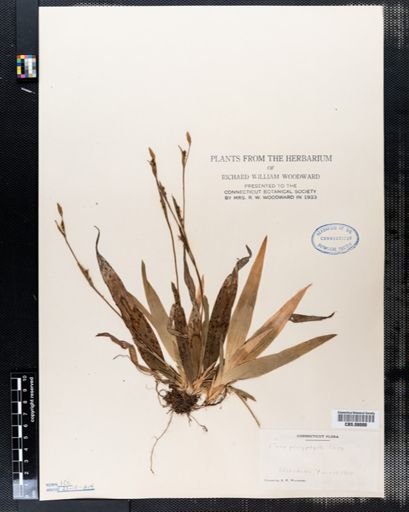 Carex platyphylla