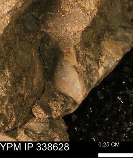 undet. Mollusca