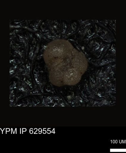 undet. Foraminiferida