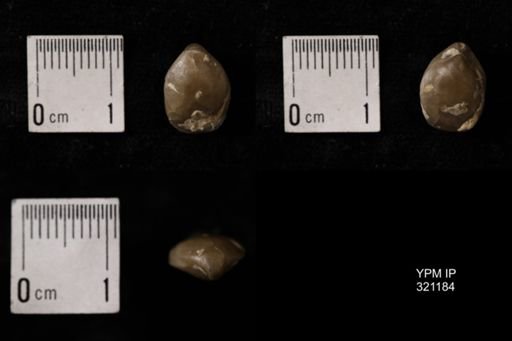 Dielasma turgida