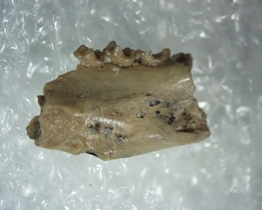 Apatemys bellus