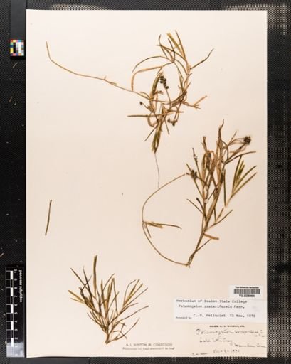 Potamogeton zosteriformis