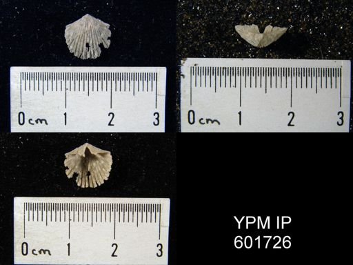 Hesperorthis sp.