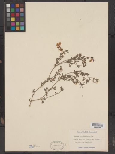 Lotus corniculatus