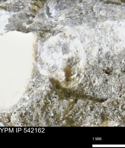 Corbulamella gregaria