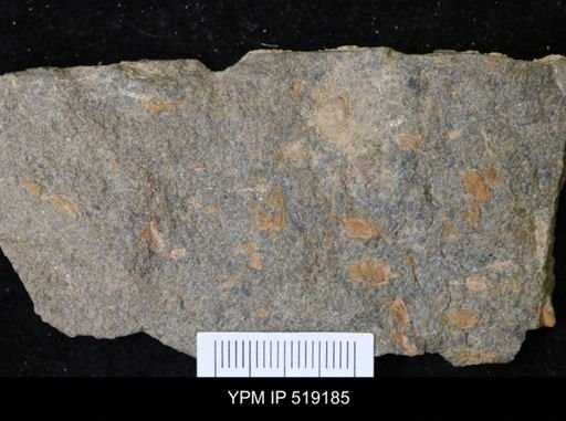 undet. Cornuta