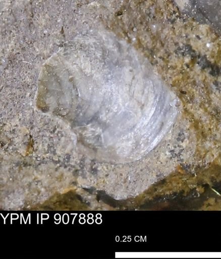 undet. Mollusca