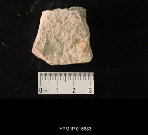 Permoblattina permiana