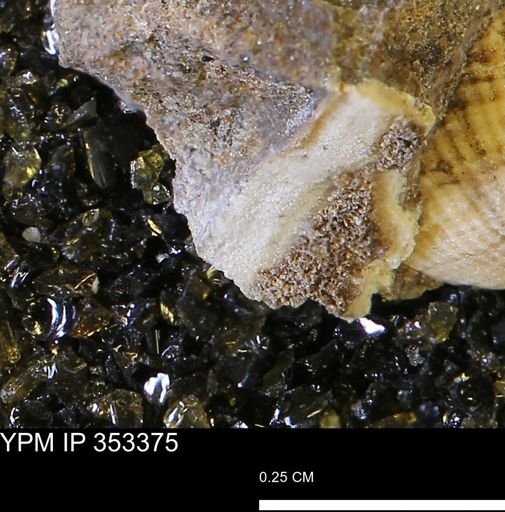 undet. Mollusca