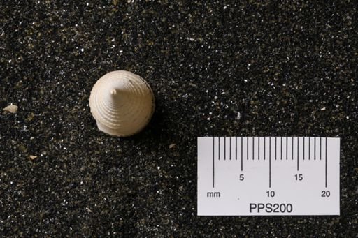 Turritella cingulata