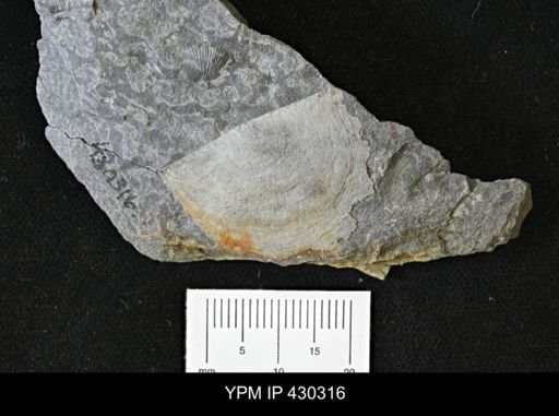 undet. Strophomenida