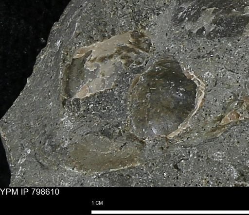 undet. Bivalvia