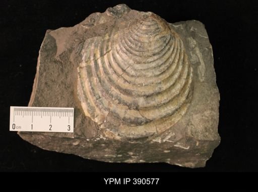 Inoceramus proximus