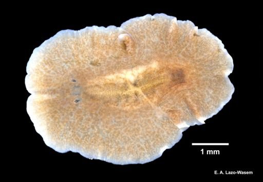 Stylochus ellipticus