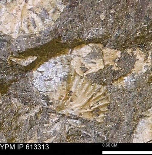 Scaphites sp.