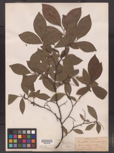 Leucothoe racemosa
