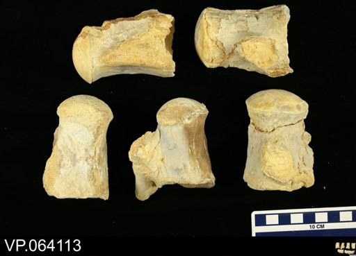 Mosasauridae